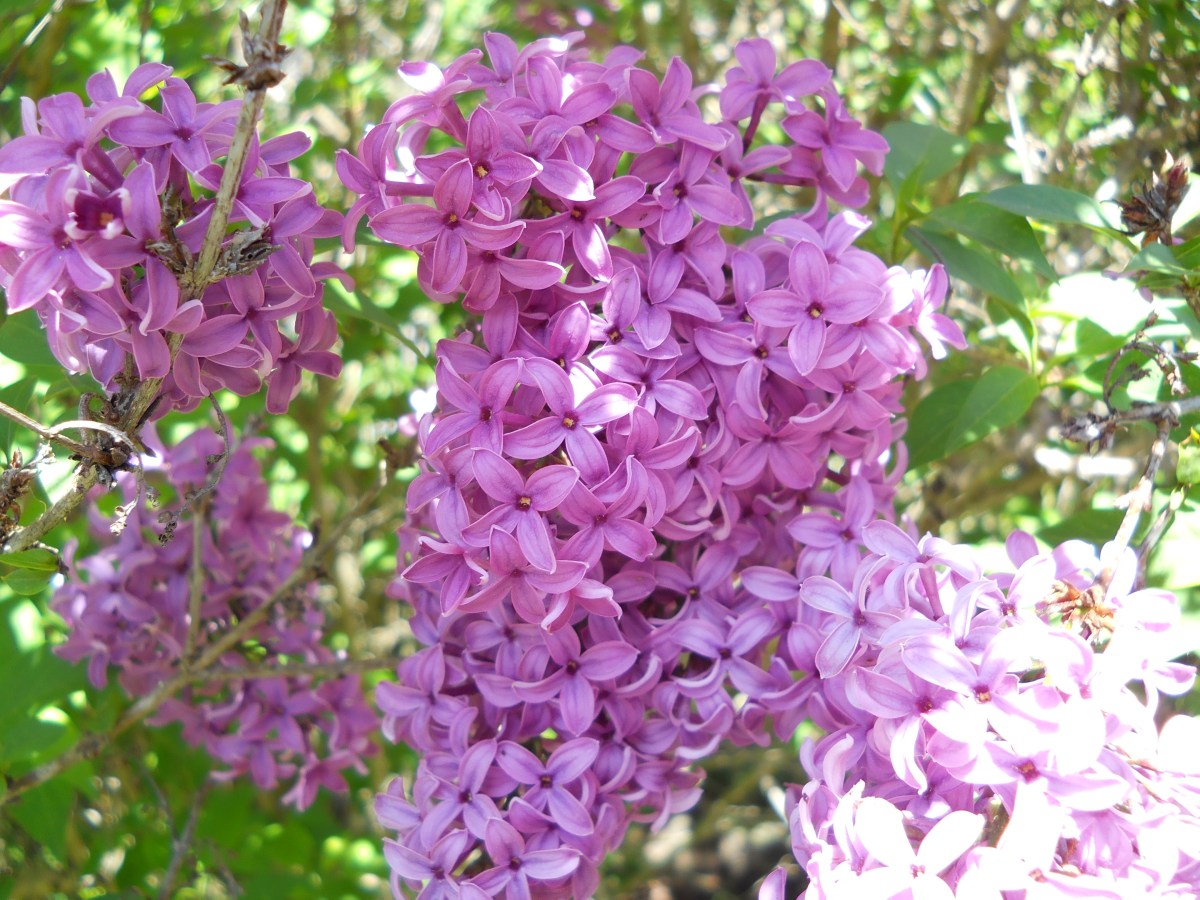lilac 003